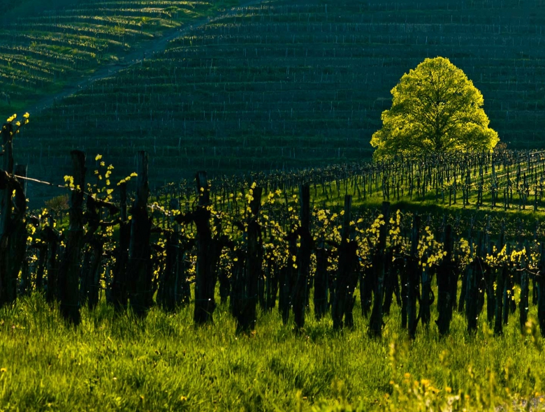 Condizioni naturali eccezionali - Vini della Valle del Vipava. Unici.
