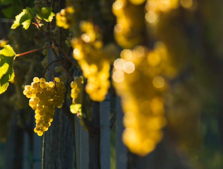 Abbondanza delle varietà - Vini della Valle del Vipava. Unici.